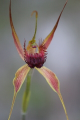Caladenia pectinata
