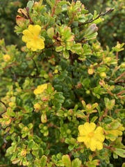 Hibbertia monogyna