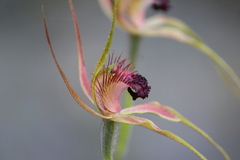 Caladenia pectinata