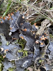 Peltigera membranacea
