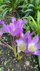 Colchicum