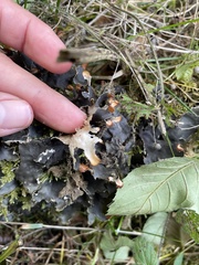 Peltigera membranacea