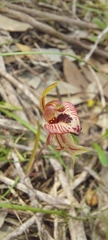 Caladenia cardiochila
