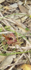 Caladenia cardiochila