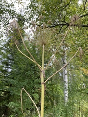 Heracleum mantegazzianum