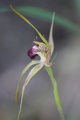 Caladenia pectinata