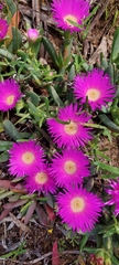 Carpobrotus rossii