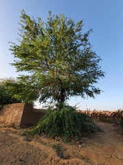 Prosopis