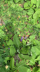 Salvia pratensis