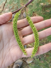 Prosopis