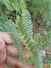 Prosopis
