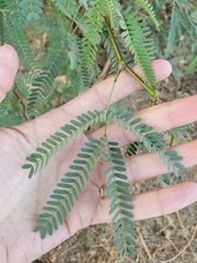 Prosopis