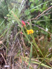 Bossiaea scolopendria