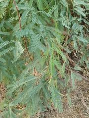 Prosopis