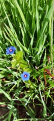 Anagallis