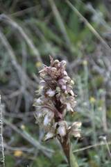 Himantoglossum robertianum