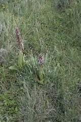 Himantoglossum robertianum