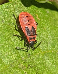 Pyrrhocoris apterus