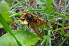 Vespa crabro