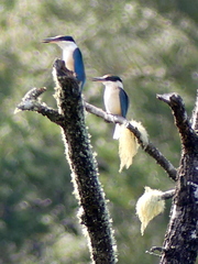 Todiramphus sanctus vagans