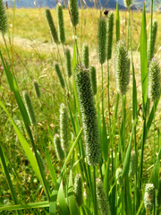 Phleum