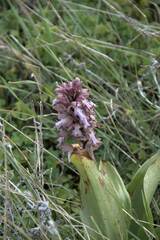 Himantoglossum robertianum