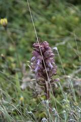 Himantoglossum robertianum