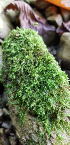 Image of Streamside Leptodictyum Moss (Leptodictyum riparium) by (c) Helen Waterman, some rights reserved (CC BY)