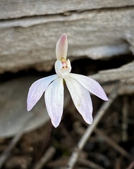 Caladenia fuscata