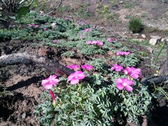 Oxalis heterophylla