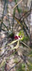 Caladenia tensa