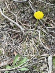 Craspedia variabilis