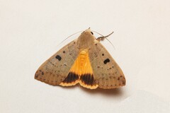 Ophiusa disjungens