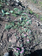 Oxalis heterophylla