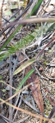 Caladenia tensa