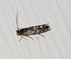 Macrosaccus robiniella