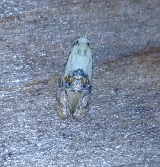 Eugnosta erigeronana