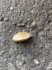 Prolimacodes badia