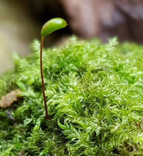 Image of Streamside Leptodictyum Moss (Leptodictyum riparium) by (c) Helen Waterman, some rights reserved (CC BY)