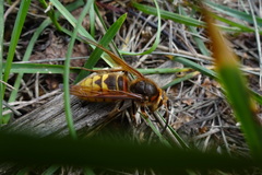 Vespa crabro