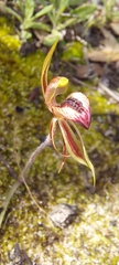 Caladenia cardiochila