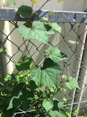 Ampelopsis glandulosa heterophylla