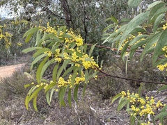 Phyllodineae