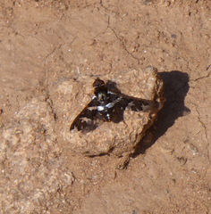 Exoprosopa caliptera