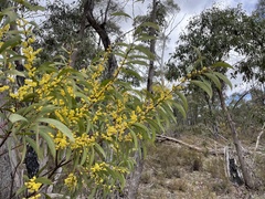 Phyllodineae