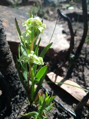 Disperis circumflexa circumflexa
