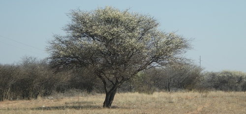 Image of Vachellia luederitzii by (c) Tony Rebelo, some rights reserved (CC BY-SA)
