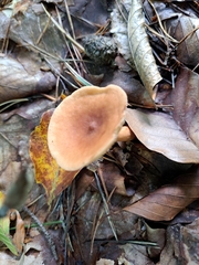 Lactarius helvus