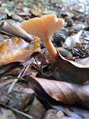 Lactarius helvus