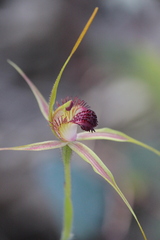 Caladenia pectinata